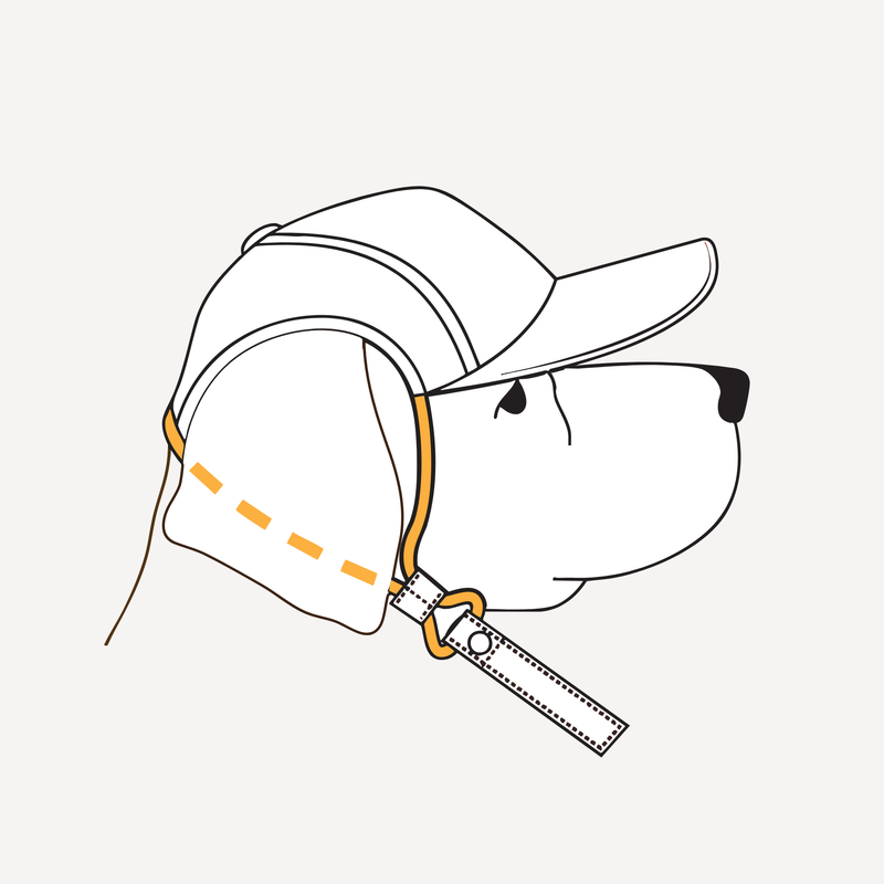 For Head Width, look at your pet's head from above, and with a ruler measure the width from side to side where the hat bill would sit.